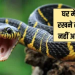 घर में क्या रखने से सांप नहीं आता है? सांप के ऊपर यह डालने से वह तुरंत भाग जाता है